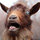 goatmanfarming