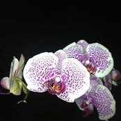 Maite Ocampo Somorrostro's photo