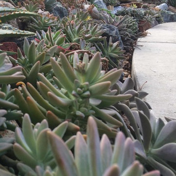 Miscellaneous Cacti & Succulent Landscapes by Rhinamic