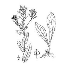 Weeds