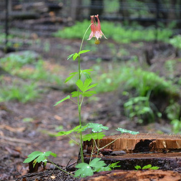 Flying Trillium Forest Garden
