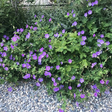 Fioriture perenni estive