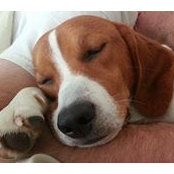 Heather Tenaglia Brenner's photo