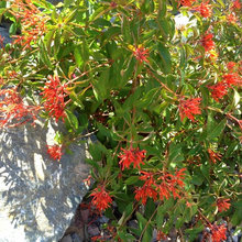 drought tolerant plants
