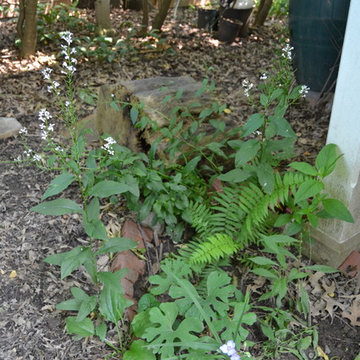 DIY Landscape - Woodland or Shade Gardening