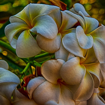 Tropical Flowers - Plumeria Bunch - Omaste Witkowski