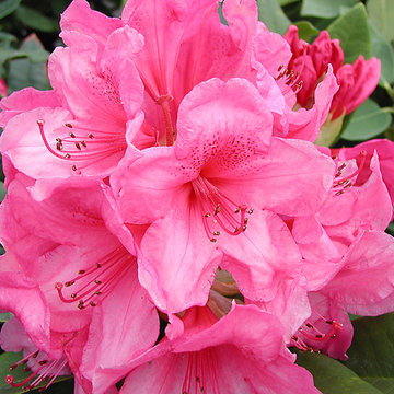 Rhododendron rose