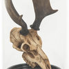 Moose Skull In Bell Glass - Distressed Light Brown on Black Base