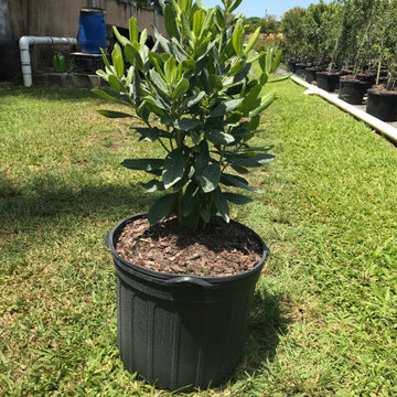 Myrsine - 7 Gallons