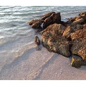 Olvy Johnson's photo