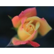 Jan Phillips's photo