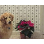 Ruth Doohan's photo