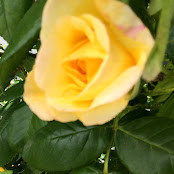 Nicola Paffard's photo