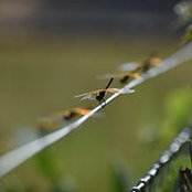 Tami Parris's photo