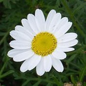 Margarita Moylan's photo