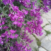 Misteriosa pianta viola