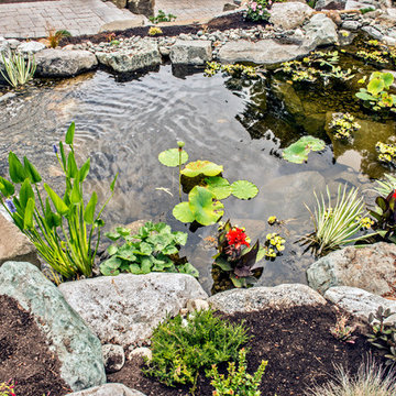 Waterfall and Koi Pond