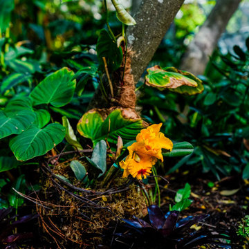 Rienzi Mansion - MFAH - Landscape Design & Installation