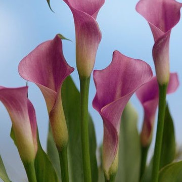 Zantedeschia (Calla Lilies)