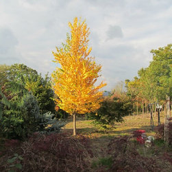 Trees With Outstanding Autumn Colour - Outdoor Products