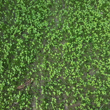 Salmon Creek Estate Design Build Landscapes w/BEFORE PHOTOS