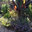 Hart Horticulture
