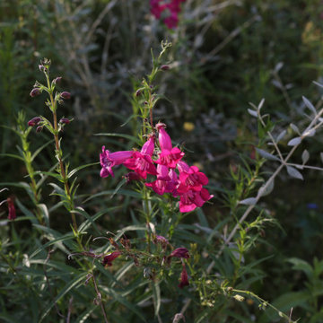 GIARDINO DELLE FARFALLE