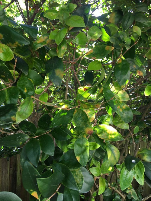 My Ligustrums are dying off! Why?