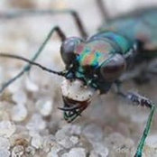 Eileen Cretella's photo