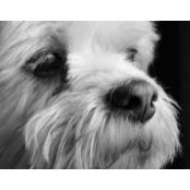 Denise Rodgers's photo