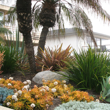 Seaside Colorful Succulent Garden