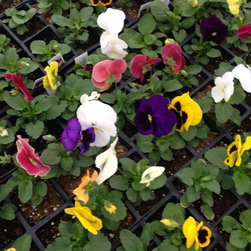 Nursery - Gardening And Lawn Care
