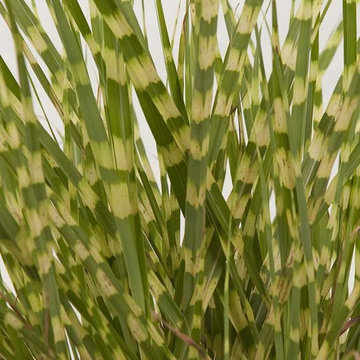 ‘Gold Breeze’ Miscanthus Miscanthus sinensis 'Gold Breeze' PPAF