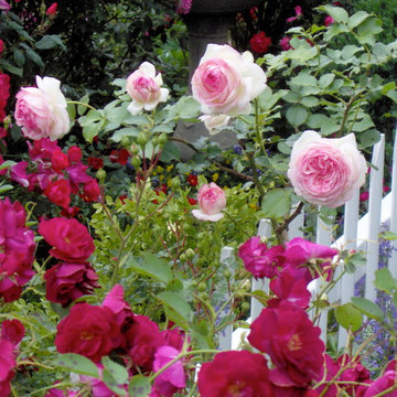 Roses on the Fence