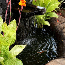 Tropical Landscape ideas