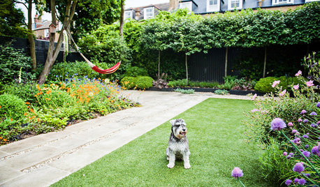 Pro Panel: How to Make Your Small Urban Garden Dog Friendly