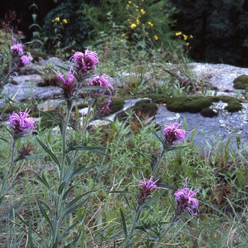 Liatris Squarrosa