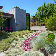 other ground cover photos