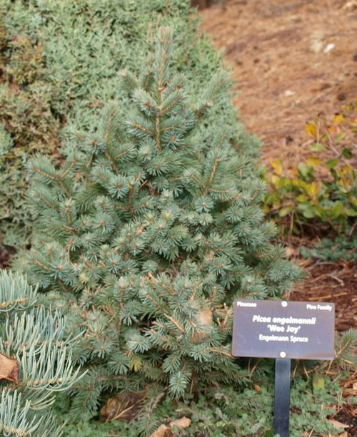 set of conifers, at zone 5 (3 of 3)