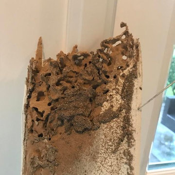 Termite repairs