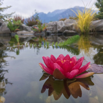 Mountain Top Pond