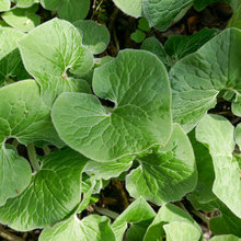 Garden borders, ground covers