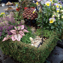 fairy gardens
