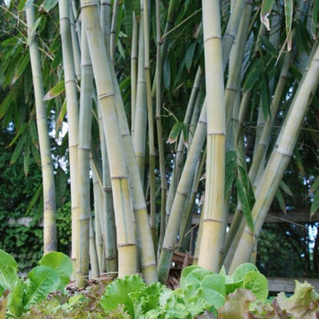 Bamboo Retreat