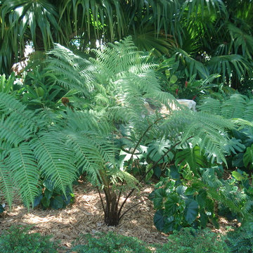 Contemporary Landscape in Weston, FL