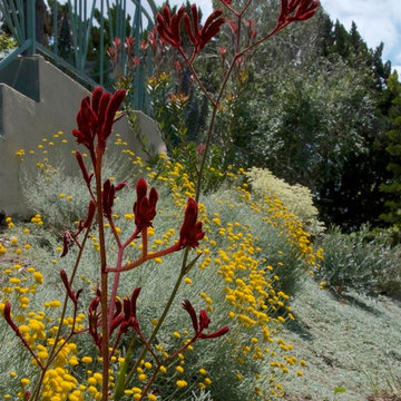Australian Kangaroo Paws hover over Lavender Cotton
