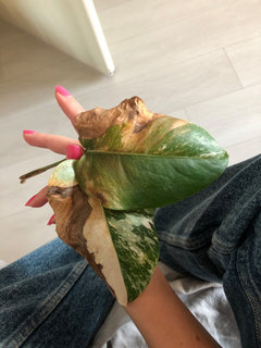 Why are the leaves on my variagated monstera turning brown? | Houzz Forum