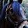 annie_thibeault