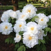 Mary Haskins's photo