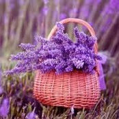 Joy Wingfield's photo
